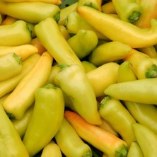 Tohum Bul Tombul Sarı Biberiye Fidesi (5 Adet )