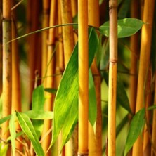 Tohum Bul Sarı Bambu Fidanı (Bambusa Phyllostachys Aurea)(20-40 Cm)