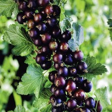 Tohum Bul Doğal Siyah Frenk Üzümü Tohumu(10 Tohum)