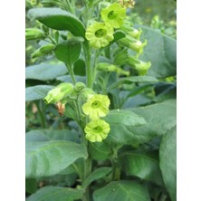 Tohum Bul Midewiwan Sacred Tobacco Çiçeği Tohumu(40 Tohum)