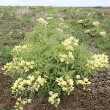 Tohum Bul Krema Beyazı Indigo Çiçeği Tohumu(5 Tohum)