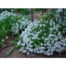 Tohum Bul Alisyum Yeşilkuduz Otu Çiçeği Tohumu (400 Tohum)