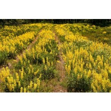 Tohum Bul Sarı Lupin Çiçeği Tohumu(15 Tohum)