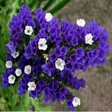 Tohum Bul Limonium Sinuatum Deep Blue Deniz Lavantası Tohumu(30 Tohum)