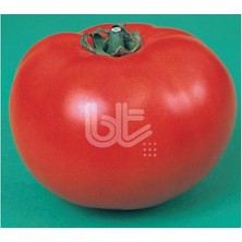 Tohum Bul Ancon Domates Tohumu (500 Tohum)