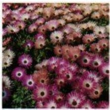 Tohum Bul Buz Çiçeği Tohumu (400 Tohum)