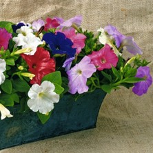 Tohum Bul Bodur Karışık Petunya Çiçeği TOHUMU(100 Gram)