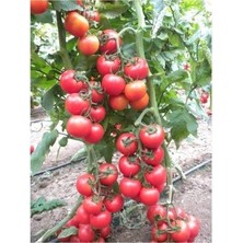 Tohum Bul Merkür F1 Salkım Domates Tohumu(10 Tohum)