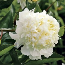 Tohum Bul Peonies Festiva Maxima White ( Beyaz) Şakayık Çiçeği Yumrusu(1 Adet)