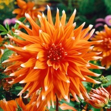 Tohum Bul Dev Çiçekli Color Spectacle Dahlia Yıldız Çiçeği Yumrusu (1 Adet)