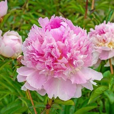 Tohum Bul Peonies Festiva Maxima  Pembe Şakayık Çiçeği Yumrusu (1 Adet)