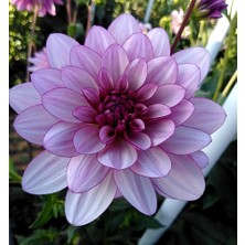 Tohum Bul Mor Çiçekli Lauren Michele Dahlia Çiçeği Yumrusu (1 Adet )