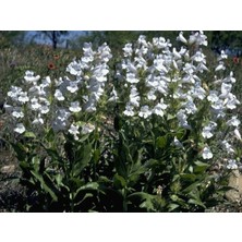Tohum Bul Kuğu Beyazı Penstemon Çiçeği TOHUMU(200 Tohum)