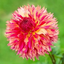 Tohum Bul Dev Çiçekli Myrtle's Folly Dahlia Yıldız Çiçeği Yumrusu (1 Adet )