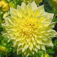 Tohum Bul Sarı Renkli Kelvin Floodlight Dahlia  Çiçeği Yumrusu (1 Adet )