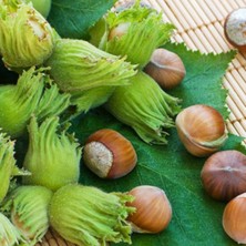 Bilgarden Tüplü Ordu Çakıldak Fındık Fidanı