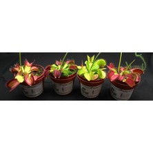 Etobur Bitkim  Dionaea Muscipula Tohum Kiti Özel Toprak Saksı