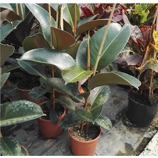 Kauçuk Çiçeği Ficus Elastica