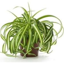 Kurdele Çiçeği Chlorophytum Comosum