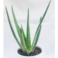 Toru Bahçe Aloevera Bitkisi 5-15 cm Doğal Krem Şifalı Bitki Sarısabır