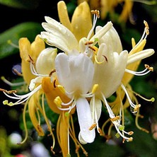 Rüzgar Botanik Sarı Hanımeli Çiçeği Fidanı Saksılı 80CM 120CM