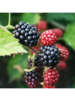 Tüplü Bol Verimli Dikensiz Jumbo Böğürtlen Fidanı