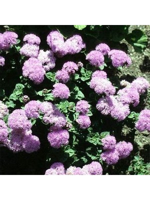 Tohum Bul Pembe Top Vapur Dumanı(Ageratum) Çiçeği Tohumu(50 Tohum)