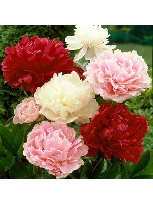 Tohum Bul Peonies Festiva Maxima Karışık Şakayık Çiçeği Yumrusu (3 Adet)