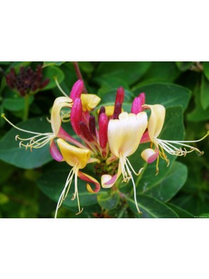 Kırmızı Hanımeli Çiçeği Fidanı Saksılı 80CM 120 cm