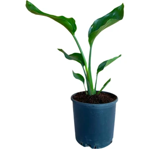 Bitki Fidanım Beyaz Cennet Kuşu (Starliçe) 40-50 cm