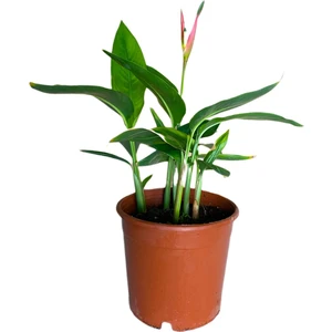 Bitki Fidanım Cennet Kuşu Çiçeği Turna Gagası Starlice Fidani Strelitzia Regina 30-40 cm