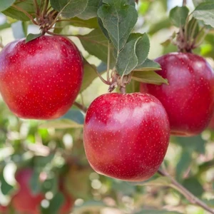 Tüplü Aşılı Yazlık Bol Verimli Yarı Bodur Mondial Gala Elma Fidanı
