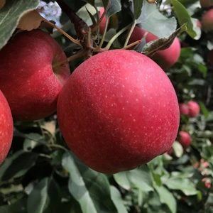 Tüplü Aşılı Çok Erkenci Verimli Yarı Bodur Vista Bella Elma Fidanı