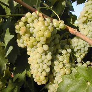 Tüplü Geleneksel Macabeo Üzüm(Asma-Bağ) Fidanı