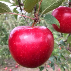 Tüplü Aşılı Yazlık Bol Verimli Yarı Bodur Brookfiel Gala Elma Fidanı
