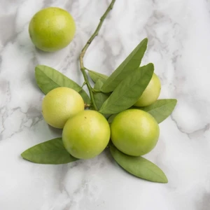 Tüplü Aşılı Aromatik Melez Limequat Fidanı