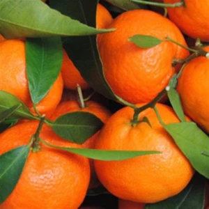 Tüplü Aşılı Çekirdeksiz Okitsu Mandalina Fidanı
