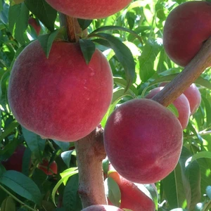 Tüplü Aromatik Bol Verimli Yarı Bodur Carselet Şeftali Fidanı