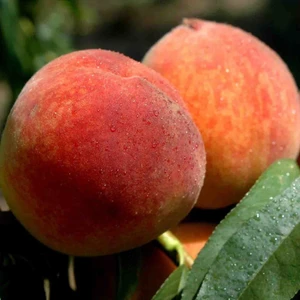 Tüplü Akıllı Ağaç Bol Verimli Tam Bodur Glohaven Şeftali Fidanı