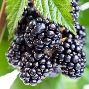 Tüplü Bol Verimli Yediveren Aromatik Brazos Böğürtlen Fidanı