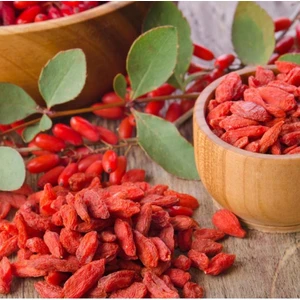 Tüplü Goji Berry Kurt Üzümü Fidanı