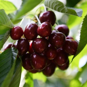 Tüplü Iri Meyveli Bol Verimli Yarı Bodur North Wonder Fidanı