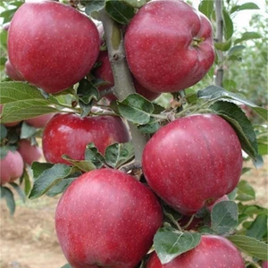 Tüplü Aşılı Bol Verimli Yarı Bodur Starking Delicious Elma Fidanı