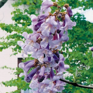Tüplü Mor Çiçekli Yoğun Kokulu Paulownia Ağacı Fidanı (10-30 Cm)