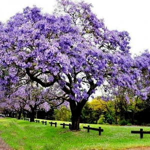 Tüplü Mor Çiçekli Yoğun Kokulu Paulownia Ağacı Fidanı (60-100 Cm)