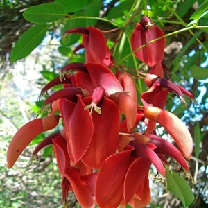 Özel Erythrina Crista Galli Mercan Ağacı Fidanı Özel Çeşit (30-60 Cm)