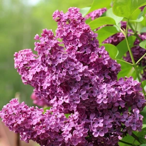 Tüplü Leylak Ağacı (Syringa Vulgaris) Fidanı
