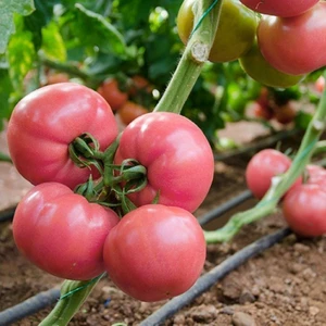 Pembola Oturak Pembe Domates Fidesi (5 Adet)