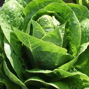 Flat Yedikule Marul Fidesi 5 Adet