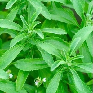 Stevia Şeker Otu  Fidesi (5 Adet)